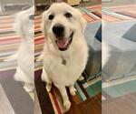 Small #1 Great Pyrenees