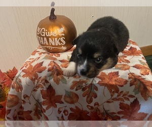 Medium Pembroke Welsh Corgi