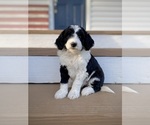 Small Photo #2 Aussiedoodle Puppy For Sale in CONWAY, MO, USA