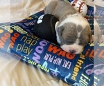Small #1 American Bully-Chinese Shar-Pei Mix