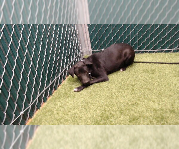 Medium Photo #1 Mutt Puppy For Sale in Downey, CA, USA