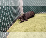 Small Mutt