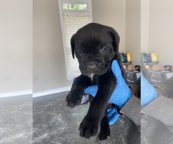 Medium Photo #9 Cane Corso Puppy For Sale in STOCKBRIDGE, GA, USA