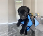 Small Photo #9 Cane Corso Puppy For Sale in STOCKBRIDGE, GA, USA
