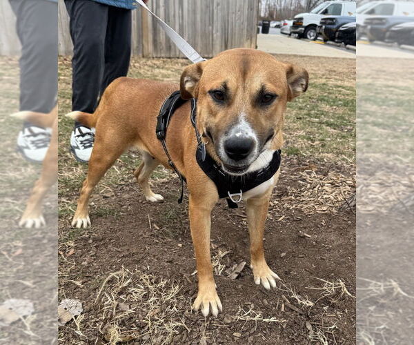 Medium Photo #3 Labrador Retriever-Mountain Cur Mix Puppy For Sale in Greenbelt, MD, USA