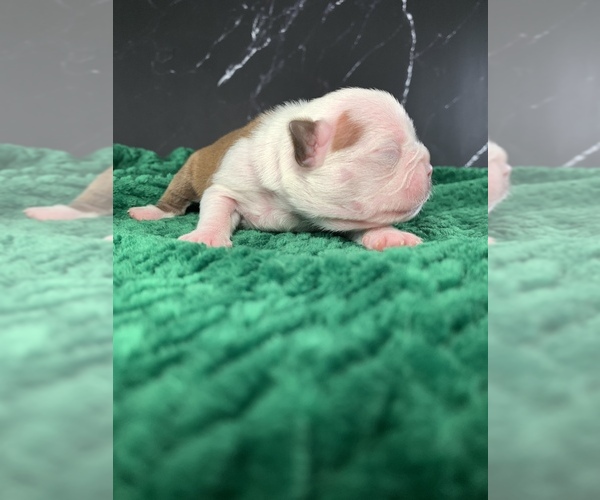 Medium Photo #62 Boston Terrier Puppy For Sale in TULARE, CA, USA