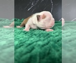 Small Photo #62 Boston Terrier Puppy For Sale in TULARE, CA, USA