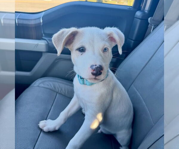 Medium Photo #5 Aussiedor Puppy For Sale in San Juan Capistrano, CA, USA