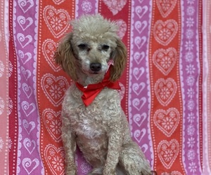 Poodle (Standard) Puppy for sale in LANCASTER, PA, USA