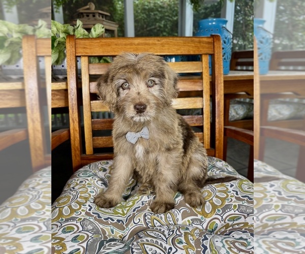 Medium Photo #9 Labradoodle Puppy For Sale in NOBLESVILLE, IN, USA