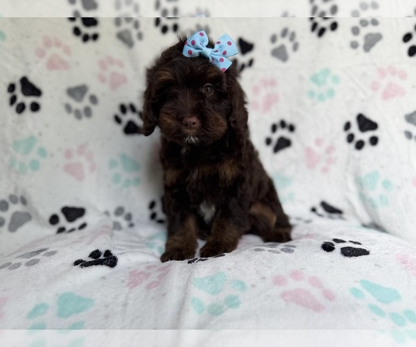 Medium Photo #1 Cock-A-Poo Puppy For Sale in LAKELAND, FL, USA