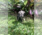 Small Photo #14 Schnauzer (Miniature) Puppy For Sale in FORT PIERCE, FL, USA
