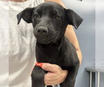 Small #1 Australian Shepherd Mix