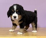 Small #2 Bernese Mountain Dog
