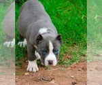 Puppy Puppy 5 American Bully
