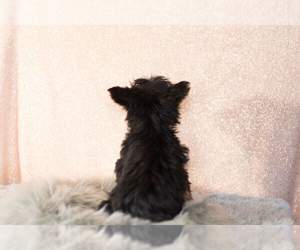Medium Photo #10 YorkiePoo Puppy For Sale in NAPPANEE, IN, USA