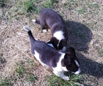 Small Photo #41 Border Collie-Pembroke Welsh Corgi Mix Puppy For Sale in CHILOQUIN, OR, USA
