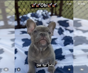 French Bulldog Puppy for sale in NORTH BERGEN, NJ, USA