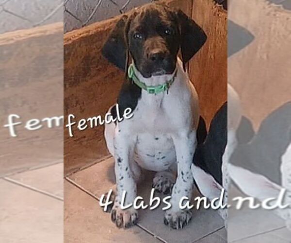 Medium Photo #3 German Shorthaired Pointer Puppy For Sale in RICHMOND, MO, USA