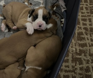 Boxer Puppy for sale in RIALTO, CA, USA