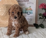 Small #6 Poodle (Miniature)
