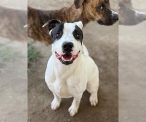 Mutt Dogs for adoption in Riverside, CA, USA