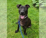 Small #9 American Pit Bull Terrier Mix
