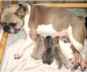 Mother of the French Bulldog puppies born on 02/01/2024