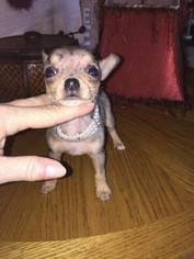 Medium Chihuahua