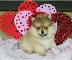 Small Photo #3 Pomeranian Puppy For Sale in BEVERLY HILLS, CA, USA