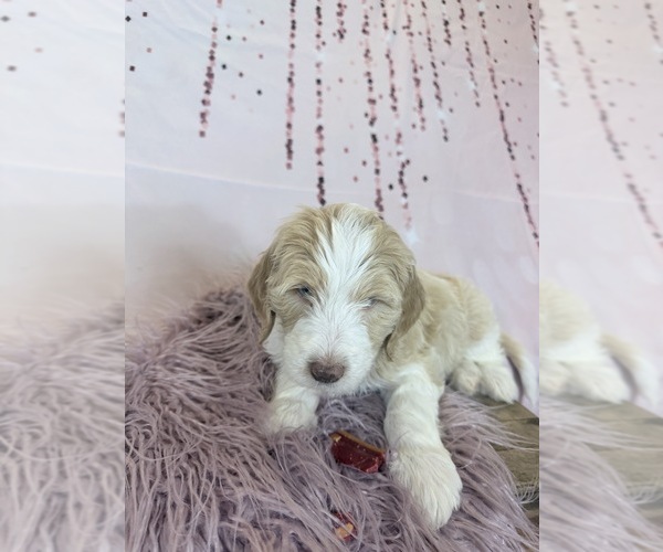 Medium Photo #36 Aussie-Poo-Goldendoodle Mix Puppy For Sale in COMMERCE, MI, USA