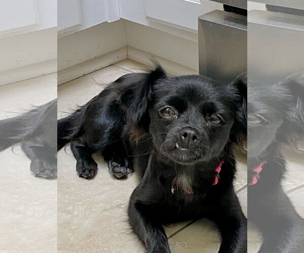 Medium Photo #2 Chion Puppy For Sale in Newport Beach, CA, USA