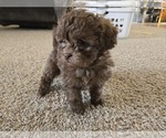 Small #6 ShihPoo