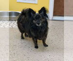 Small Pomeranian