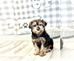 Small Photo #4 YorkiePoo Puppy For Sale in MARIETTA, GA, USA
