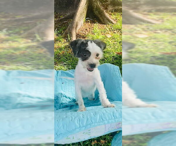 Medium Photo #2 Shih Tzu Puppy For Sale in Weston, FL, USA