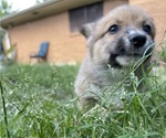 Small Photo #4 Pembroke Welsh Corgi Puppy For Sale in BRYAN, TX, USA