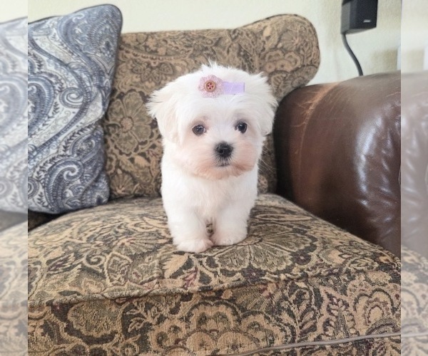 Medium Photo #1 Maltese Puppy For Sale in SANTA CLARITA, CA, USA