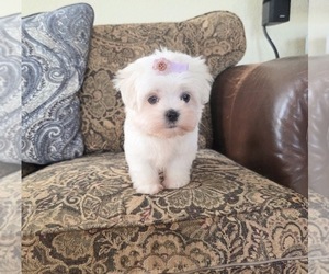 Maltese Puppy for sale in SANTA CLARITA, CA, USA