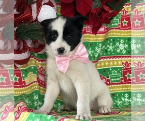 Pomsky Puppy for sale in LANCASTER, PA, USA