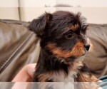 Small Photo #11 Yorkshire Terrier Puppy For Sale in NEWCASTLE, CA, USA