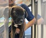 Small Staffordshire Bull Terrier