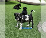 Small #1 Australian Shepherd-Border Terrier Mix