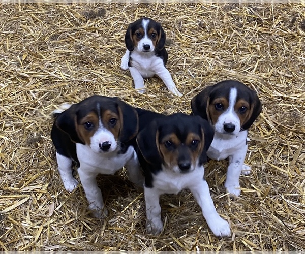 View Ad Beagle Litter of Puppies for Sale near Iowa, NEW VIENNA, USA