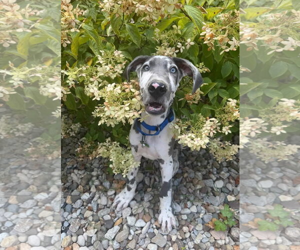 Medium Photo #7 Great Dane Puppy For Sale in Croydon, NH, USA
