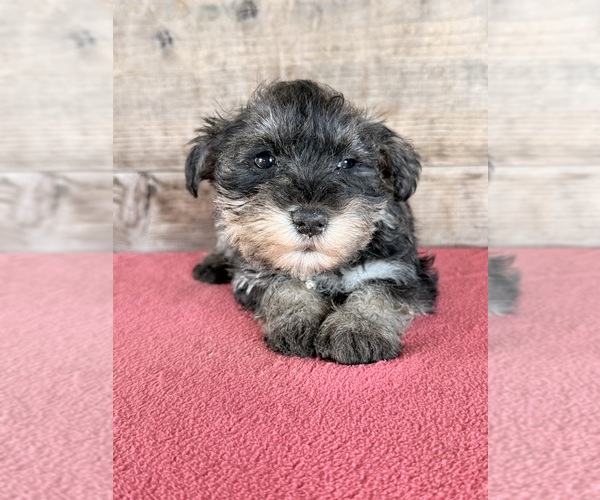 Medium Photo #19 Schnauzer (Miniature) Puppy For Sale in VERMONTVILLE, MI, USA