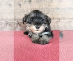 Litter of 8 - Male(s) and Female(s) Schnauzer (Miniature)Litter of Puppies for Sale - Photo #19