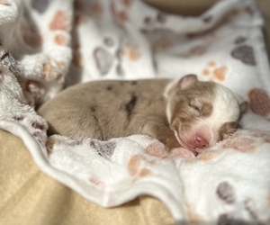 Miniature Australian Shepherd Puppy for sale in WOODRUFF, SC, USA