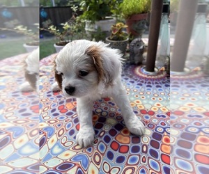Medium Cavachon