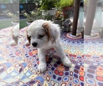Puppy 3 Cavachon